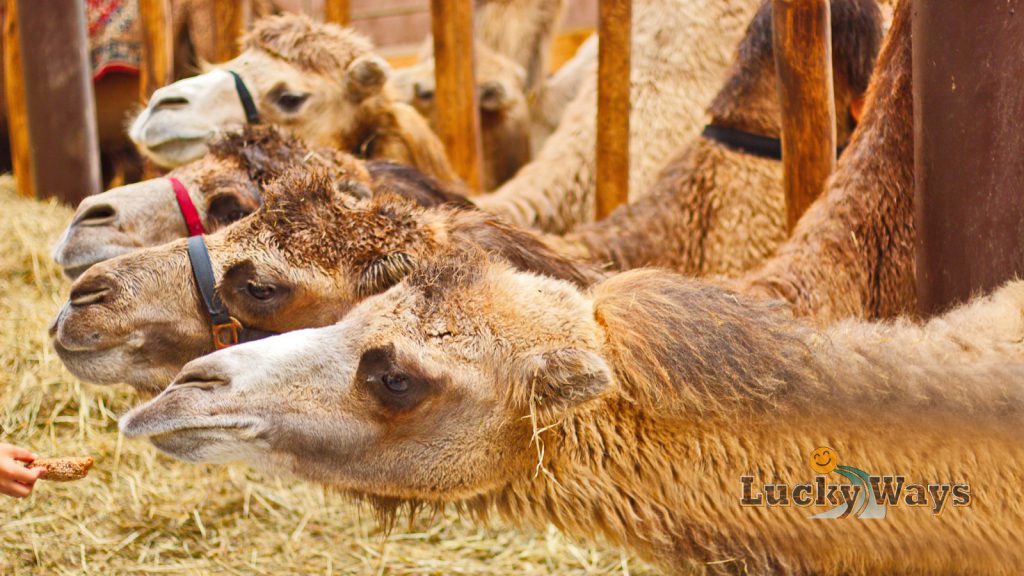 Globetrottertreffen 2017 Kamele im Stall bei Bayern-Kamele